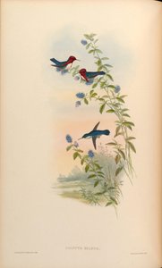 Calypte helenae = Mellisuga helenae door John Gould